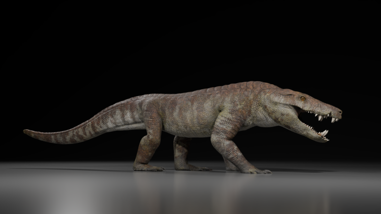 Descubren Nueva Especie de Cocodrilo Carnívoro de 70 Millones de años en el sur de la Patagonia