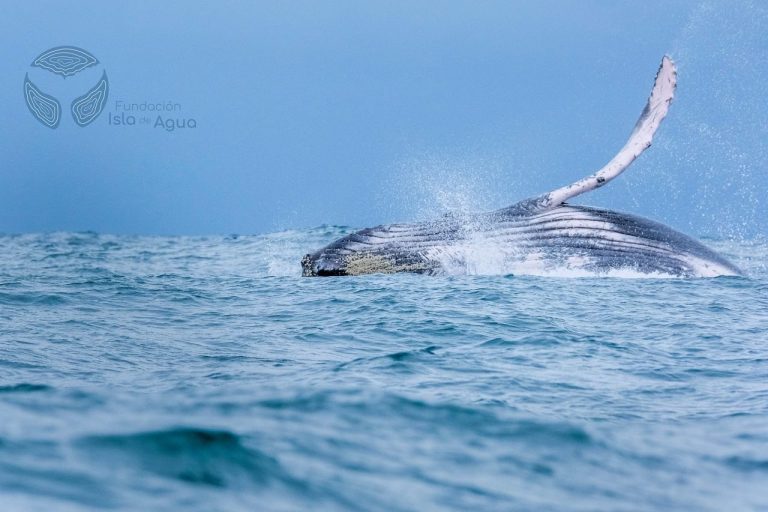 Ecofest V: un llamado a la acción por la preservación de los mares