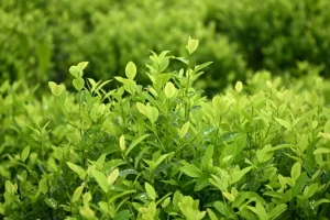 EEUU urge a Colombia a reducir cultivos de coca