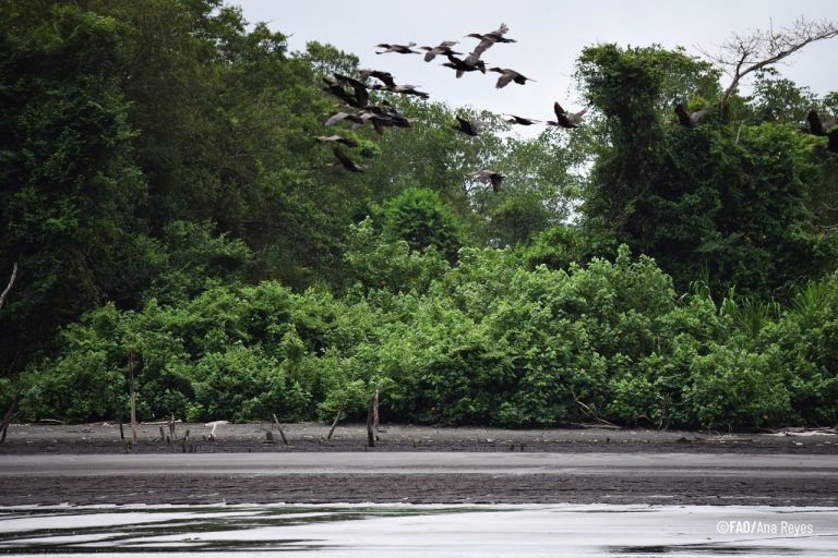 El cambio climático hace más vulnerable al sistema de bosques en el mundo