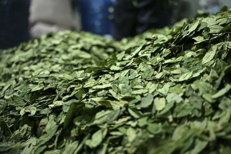El Chapare, la tierra de la coca que desafía al gobierno de Bolivia