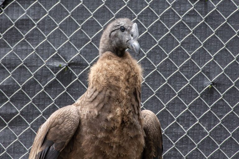 El Dorado apadrina a ‘Rafiki’: promoverá la protección de los cóndores en el país