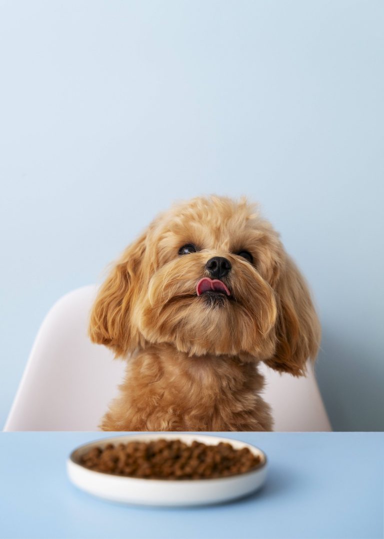 En Colombia el 24,4% de los perros puede presentar obesidad