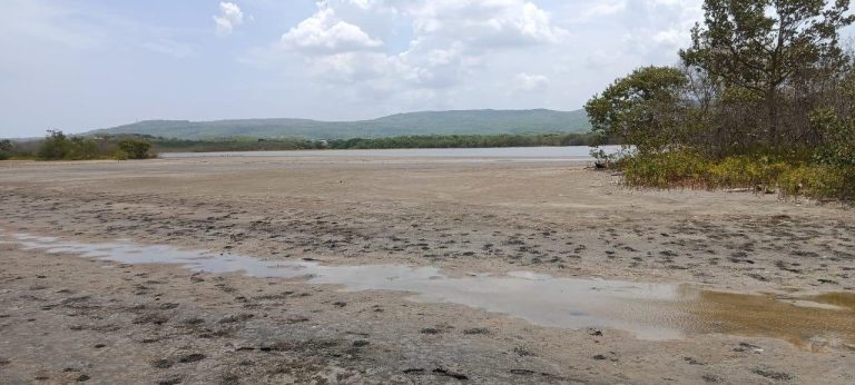Este sábado: jornada de siembra de manglares en Puerto Caimán, zona de Playa Mendoza, Atlántico