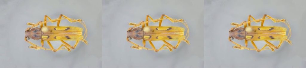 Estudiantes y docente de Uniatlántico descubren nueva especie de escarabajo en el Caribe colombiano