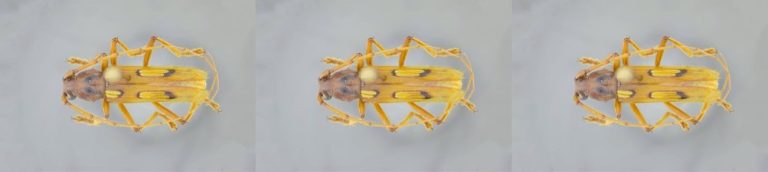 Estudiantes y docente de Uniatlántico descubren nueva especie de escarabajo en el Caribe colombiano