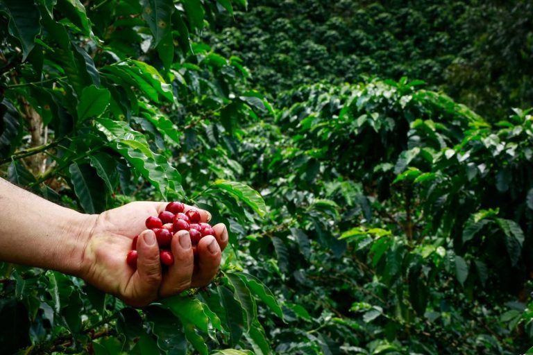 Exportaciones agrícolas suben 49,3% en agosto de 2025 y suman US$1.270 millones: Dane