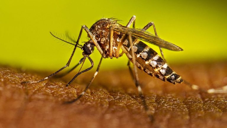 Fiebre amarilla, brote que alerta sobre crisis ambiental y sanitaria en el país: expertos