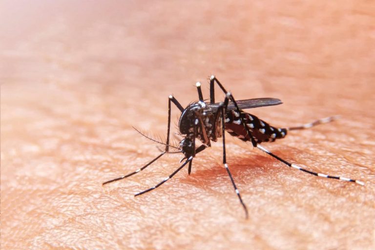 Fiebre amarilla, dengue e influenza: el coctel viral que alerta a Colombia