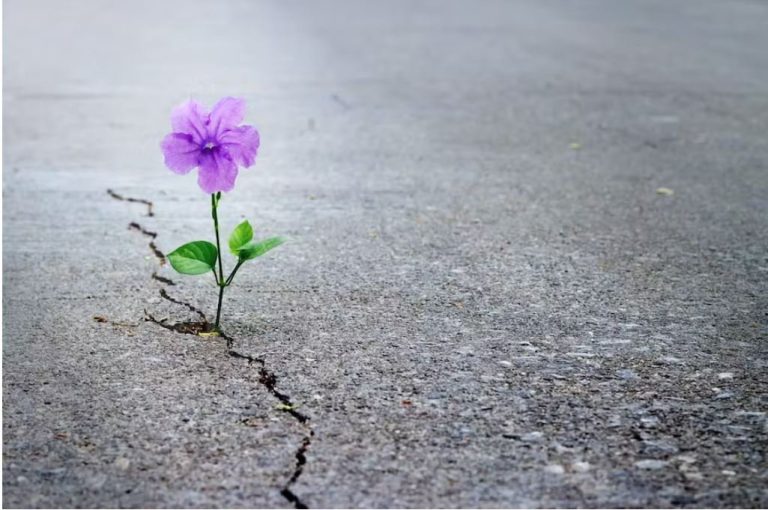 Formarán a 50,000 nuevos líderes climáticos