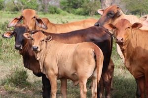 ¡Ganaderos a vacunar! Inició el primer ciclo contra la fiebre aftosa en Colombia