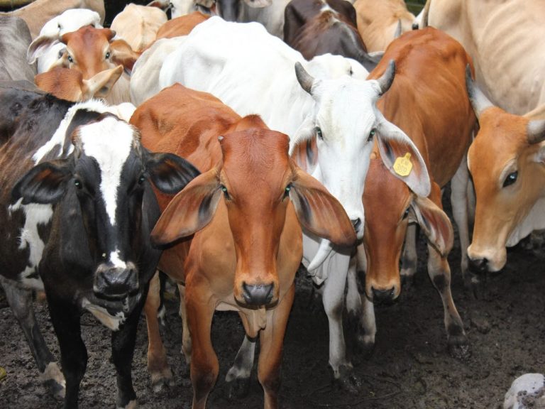 Ganaderos de EEUU se oponen al plan de Trump para importar más carne argentina