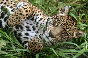 Ganaderos de Panamá adaptan sus fincas para proteger a jaguares