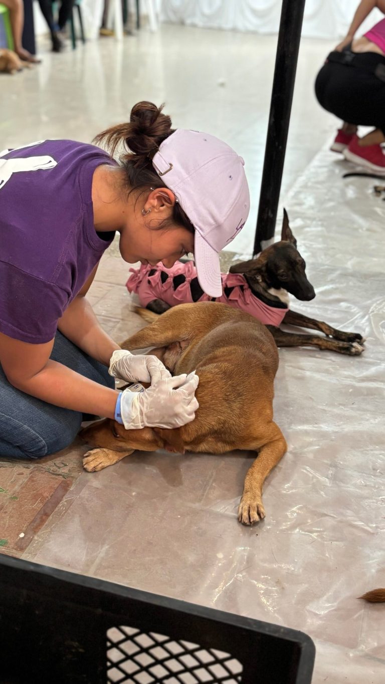 Hogares en Colombia: menos nacimientos y más mascotas