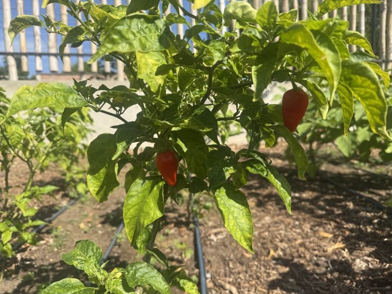 Huerta comunitaria de Las Gardenias: se han cosechado 200 kilogramos de productos
