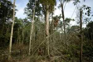 La deforestación repunta en Colombia