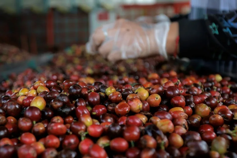 La economía de Colombia creció 1,7% en 2024, con el café como protagonista