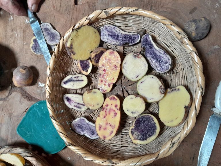 Las papas nativas: entre la productividad y la tradición