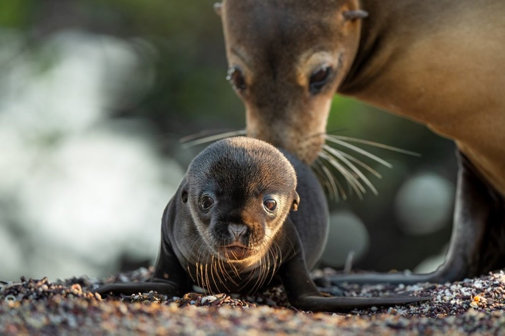 Leones Marinos de las Galápagos y el Día de la Tierra, otro divertido viaje ecológico