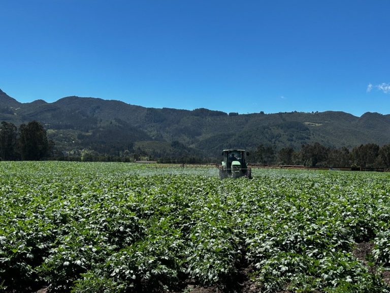 Lo que hay detrás del cultivo de papa y su aporte a la economía del país desde 4 departamentos