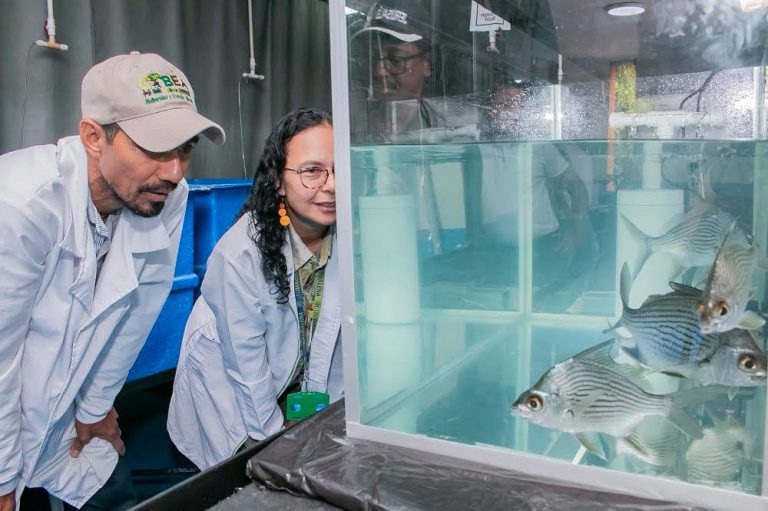Logran reproducir en laboratorio universitario la mojarra rayada