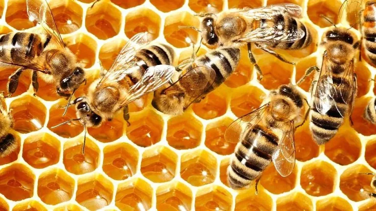 Los secretos químicos de la miel que la hacen perdurable y resistente a las bacterias