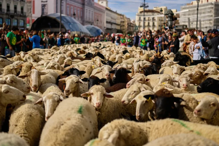 Madrid se llena de ovejas y cabras en un festival que celebra el patrimonio rural