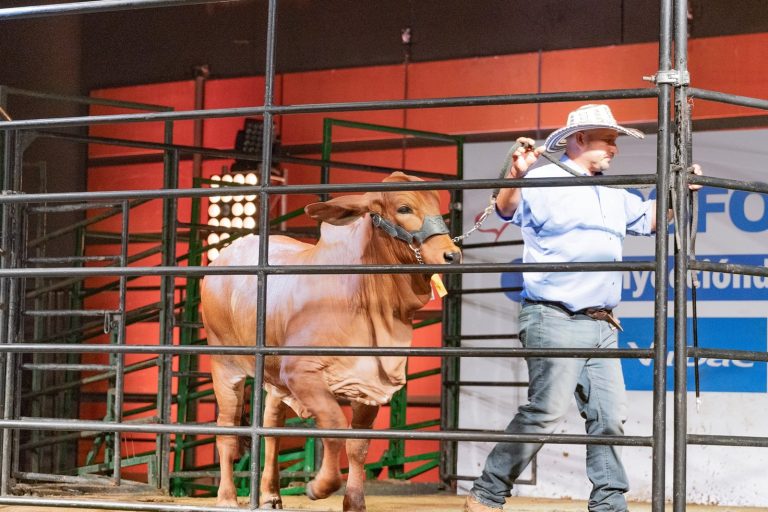 Más de $1.700 millones en ventas en remates de Asocebú en primera semana de Agroexpo