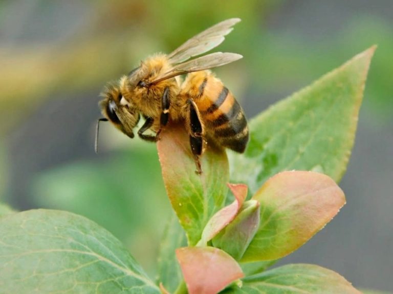 Más de 20.000 especies de abejas contribuyen a preservar la vida en la Tierra