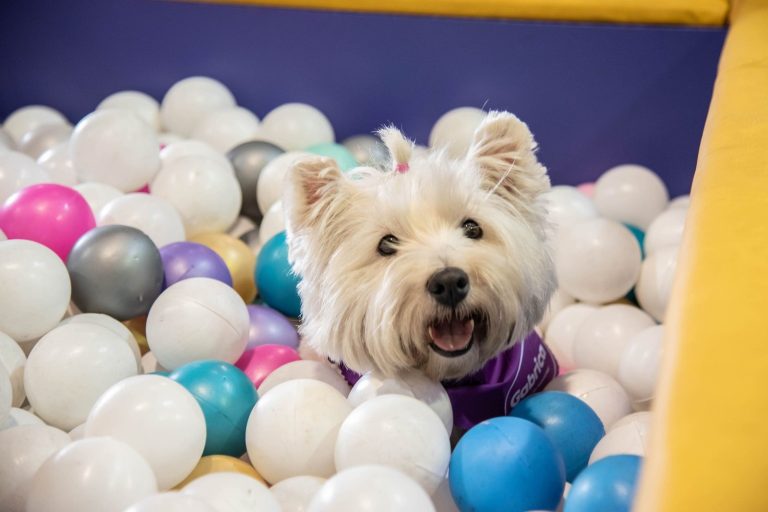 Mascotas y diversión: Expopet cumple diez años de experiencias inolvidables en 2025