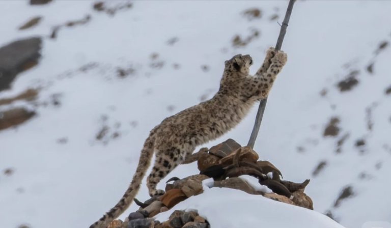 Objetivo en el Himalaya