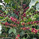 Este lunes festivo Coffee Master 2026 cierra su ruta de aromas y sabores