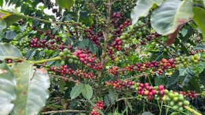 Este lunes festivo Coffee Master 2026 cierra su ruta de aromas y sabores
