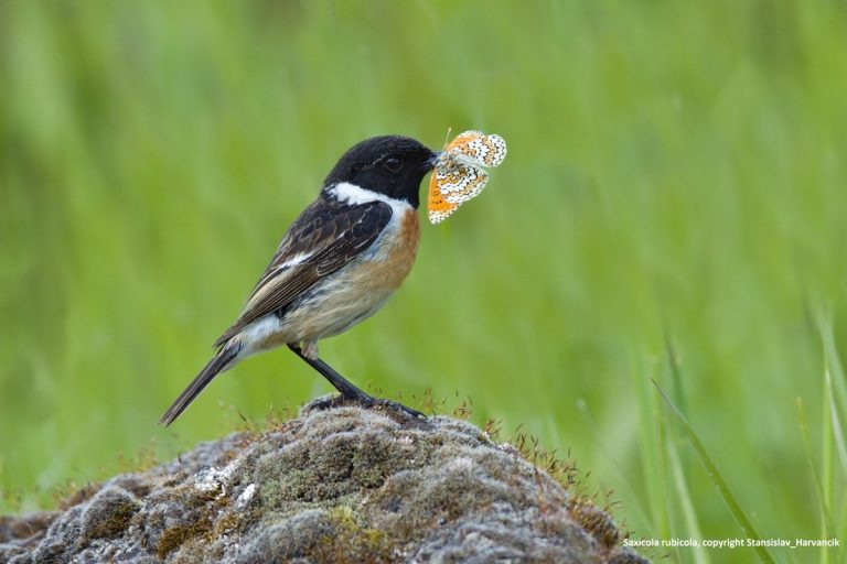 Por qué algunos animales usan colores brillantes de advertencia mientras otros se camuflan