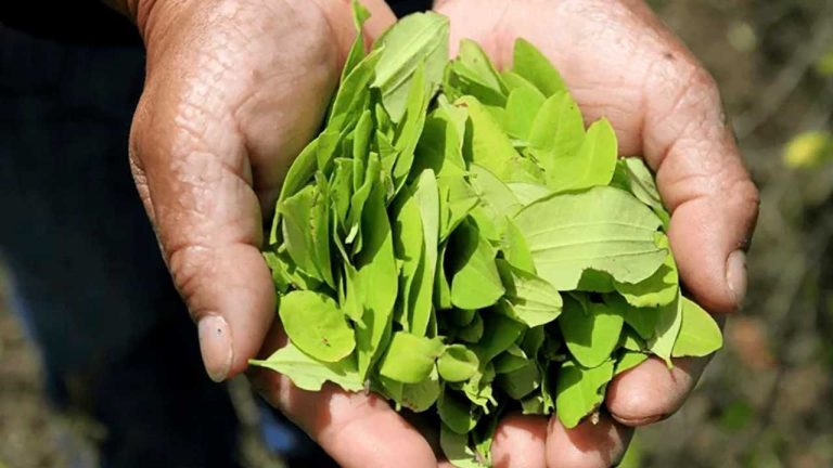 Presentan a la Unesco saberes indígenas asociados a la planta de coca