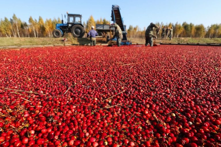 Productos procesados amplían el mercado internacional del arándano rojo