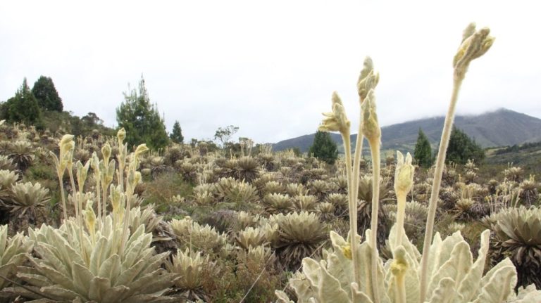 Redefinen el plan de conservación del páramo de Santurbán
