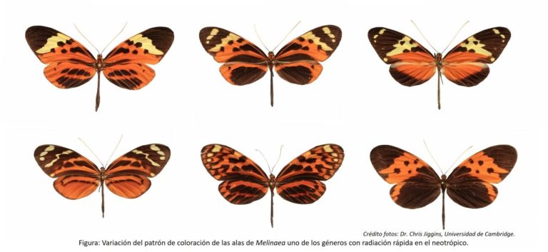 Reescriben árbol evolutivo de las mariposas alas de tigre e identifican 6 nuevas especies