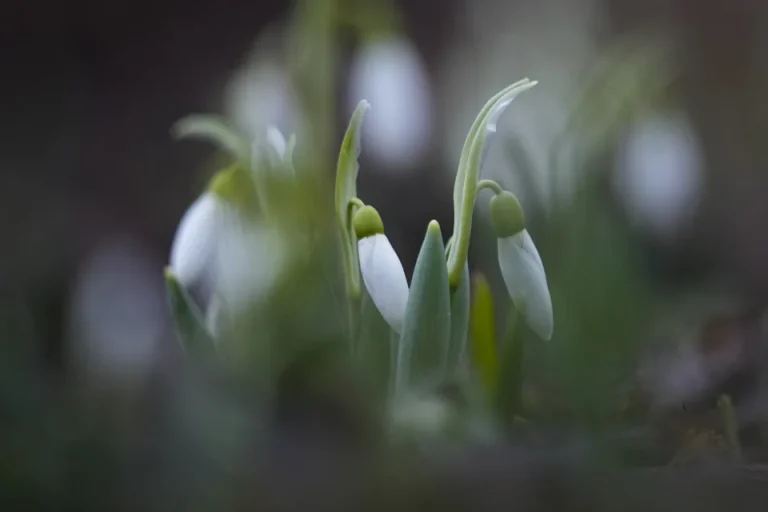 Rusia deja atrás el frío y las flores brotan en Moscú 