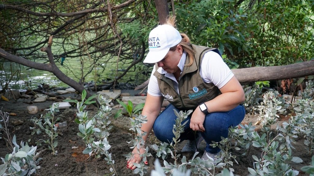 Siembran 2.200 mangles en sitios estratégicos de Santa Marta
