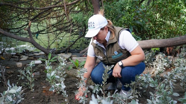 Siembran 2.200 mangles en sitios estratégicos de Santa Marta