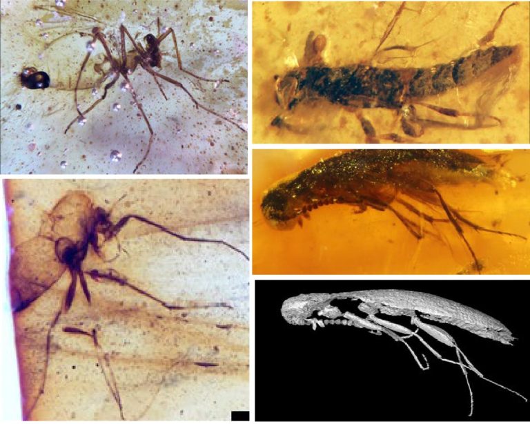 Descubren primeros insectos fósiles preservados en ámbar del Cretácico