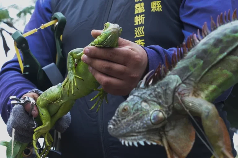 Taiwán planea sacrificar hasta 120.000 iguanas verdes por su impacto en la agricultura
