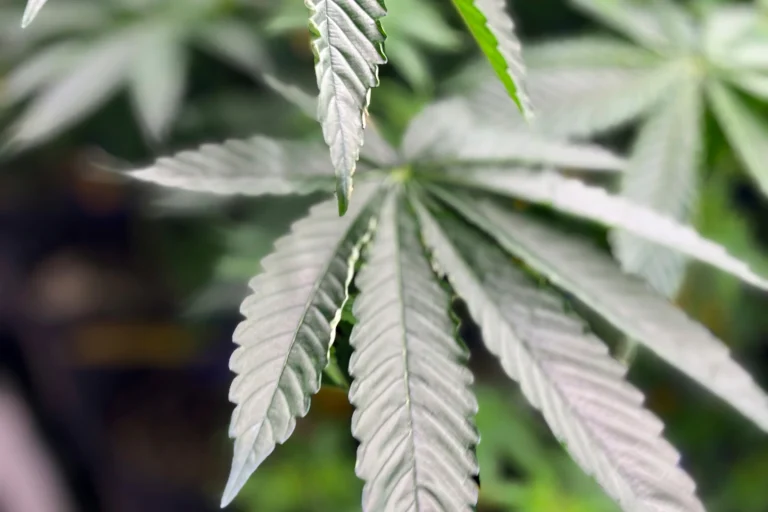 Trump firma orden ejecutiva para reclasificar la marihuana como una droga menos peligrosa