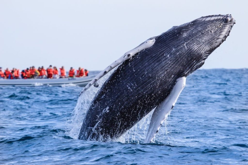 Un gigante de las profundidades visita Los Cabos y revela los secretos del Mar de Cortés