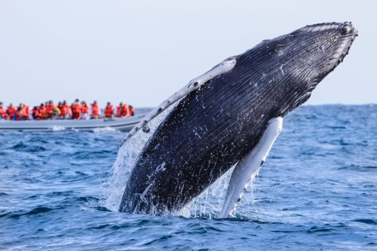 Un gigante de las profundidades visita Los Cabos y revela los secretos del Mar de Cortés