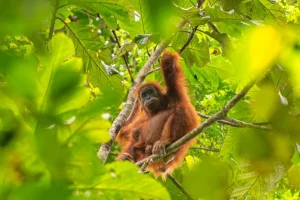 Una tormenta diezmó al gran simio más raro del mundo en Sumatra, Indonesia