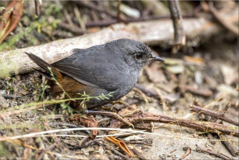 Unimagdalena aporta al monitoreo mundial de aves con registros claves desde la Sierra Nevada