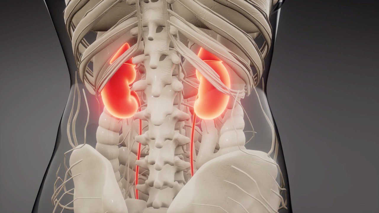 Enfermedad Renal en las Mujeres: ¡Cuida tus riñones, cuida tu vida!