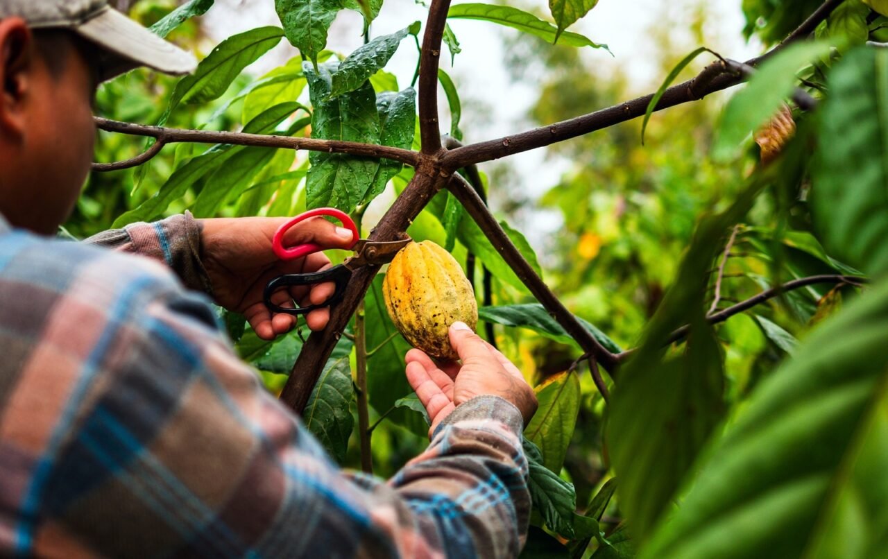 Seis destinos para saborear el mundo a través del cacao